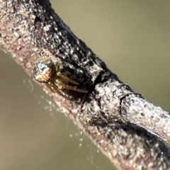 Araneus albotriangulus at Campbell, ACT - 25 Jun 2023 01:24 PM