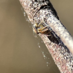 Araneus albotriangulus at Campbell, ACT - 25 Jun 2023