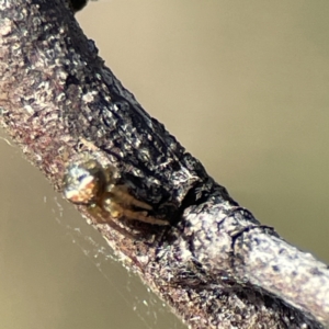 Araneus albotriangulus at Campbell, ACT - 25 Jun 2023 01:24 PM