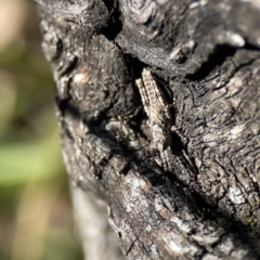 Coryphistes ruricola (Bark-mimicking Grasshopper) at Campbell, ACT - 25 Jun 2023 by Hejor1
