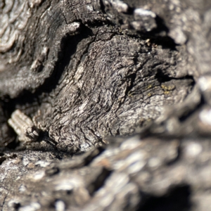 Coryphistes ruricola at Campbell, ACT - 25 Jun 2023