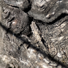 Coryphistes ruricola at Campbell, ACT - 25 Jun 2023