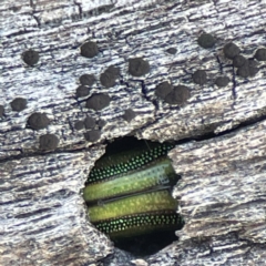 Calomela (genus) (Acacia leaf beetle) at Campbell, ACT - 25 Jun 2023 by Hejor1