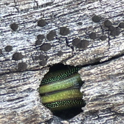 Calomela (genus) (Acacia leaf beetle) at Campbell, ACT - 25 Jun 2023 by Hejor1