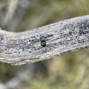 Calomela sp. (genus) at Campbell, ACT - 25 Jun 2023 01:55 PM