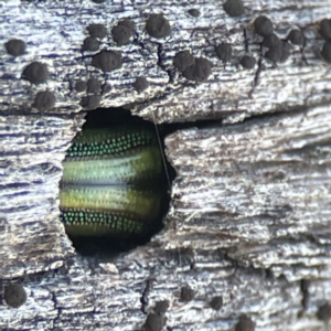 Calomela sp. (genus) at Campbell, ACT - 25 Jun 2023 01:55 PM