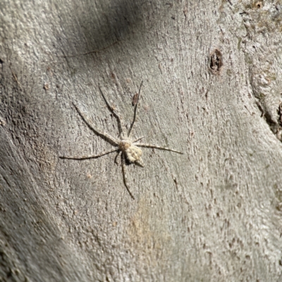 Tamopsis sp. (genus) (Two-tailed spider) at Campbell, ACT - 25 Jun 2023 by Hejor1