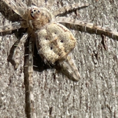 Tamopsis sp. (genus) at Campbell, ACT - 25 Jun 2023 01:57 PM