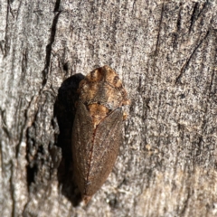 Stenocotis depressa (Leafhopper) at Campbell, ACT - 25 Jun 2023 by Hejor1
