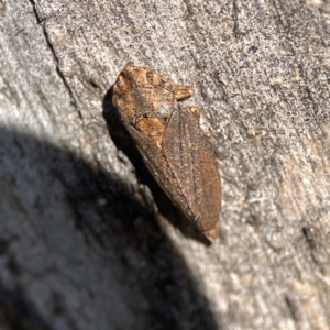 Stenocotis sp. (genus) at Campbell, ACT - 25 Jun 2023