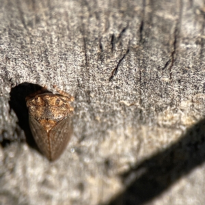 Stenocotis sp. (genus) at Campbell, ACT - 25 Jun 2023