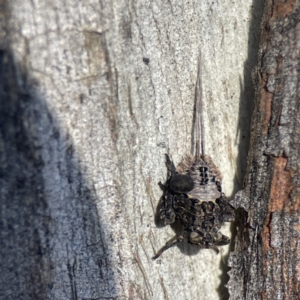 Platybrachys sp. (genus) at Campbell, ACT - 25 Jun 2023 02:02 PM