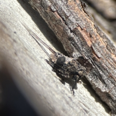 Platybrachys sp. (genus) at Campbell, ACT - 25 Jun 2023 02:02 PM