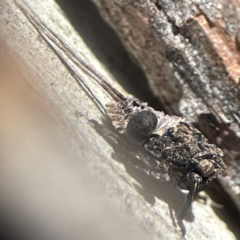 Platybrachys sp. (genus) at Campbell, ACT - 25 Jun 2023 02:02 PM