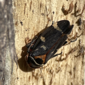 Eurymeloides pulchra at Campbell, ACT - 25 Jun 2023