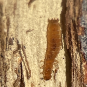 Platisus sp. (genus) at Campbell, ACT - 25 Jun 2023