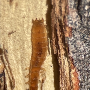 Platisus sp. (genus) at Campbell, ACT - 25 Jun 2023