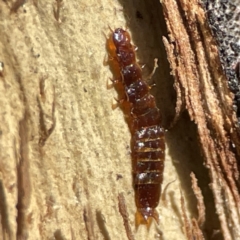 Platisus sp. (genus) at Campbell, ACT - 25 Jun 2023