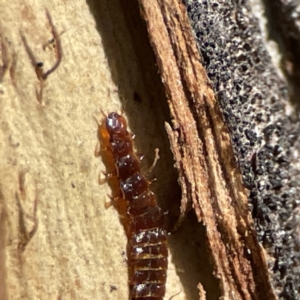 Platisus sp. (genus) at Campbell, ACT - 25 Jun 2023