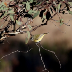 Acanthiza chrysorrhoa (Yellow-rumped Thornbill) at QPRC LGA - 24 Jun 2023 by Wandiyali