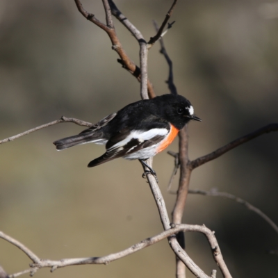 Petroica boodang (Scarlet Robin) at Googong, NSW - 24 Jun 2023 by Wandiyali