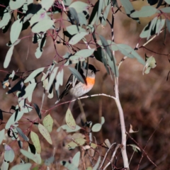 Petroica boodang at Googong, NSW - 25 Jun 2023