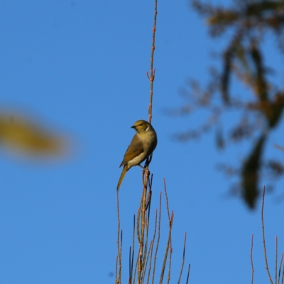 Ptilotula penicillata (White-plumed Honeyeater) at Googong, NSW - 25 Jun 2023 by Wandiyali