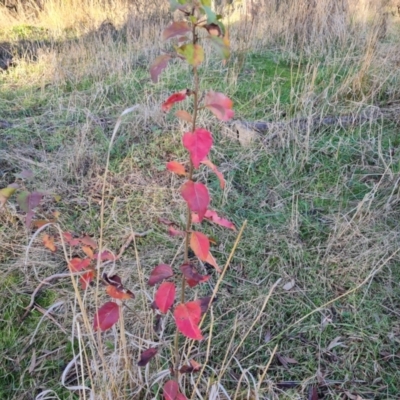 Pyrus sp. (An Ornamental Pear) at Isaacs Ridge and Nearby - 25 Jun 2023 by Mike