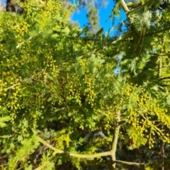 Acacia baileyana x Acacia decurrens (Cootamundra Wattle x Green Wattle (Hybrid)) at Isaacs, ACT - 25 Jun 2023 by Mike