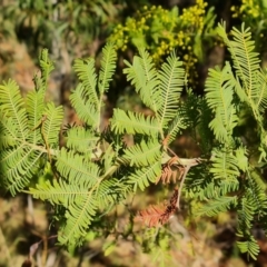 Acacia baileyana x Acacia decurrens at Isaacs, ACT - 25 Jun 2023