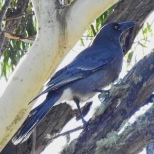 Strepera versicolor at Paddys River, ACT - 25 Jun 2023 10:57 AM