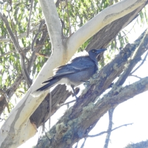 Strepera versicolor at Paddys River, ACT - 25 Jun 2023