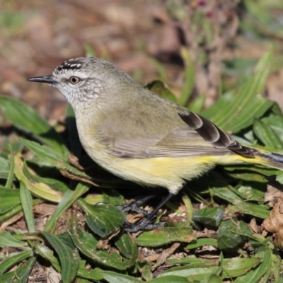 Acanthiza chrysorrhoa (Yellow-rumped Thornbill) at Symonston, ACT - 25 Jun 2023 by RodDeb