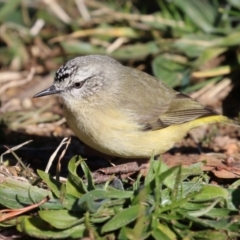 Acanthiza chrysorrhoa at Symonston, ACT - 25 Jun 2023