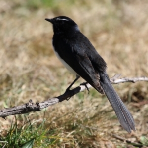 Rhipidura leucophrys at Symonston, ACT - 25 Jun 2023