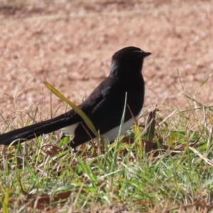 Rhipidura leucophrys at Symonston, ACT - 25 Jun 2023