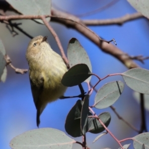 Smicrornis brevirostris at Symonston, ACT - 25 Jun 2023