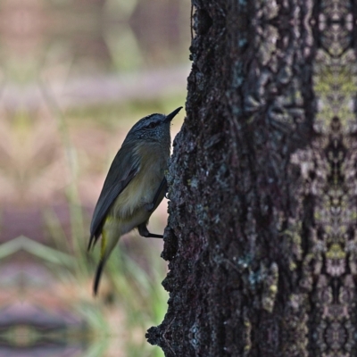 Acanthiza chrysorrhoa (Yellow-rumped Thornbill) at Higgins Woodland - 25 Jun 2023 by Trevor