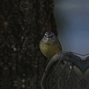 Acanthiza chrysorrhoa at Higgins, ACT - 25 Jun 2023