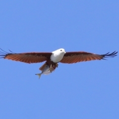 Haliastur indus (Brahminy Kite) at Cleveland, QLD - 25 Jun 2023 by TimL