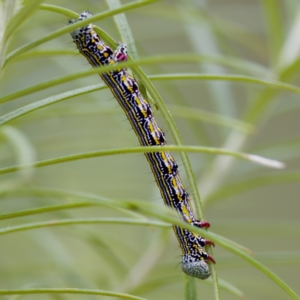 Chlenias banksiaria group at Paddys River, ACT - 29 Dec 2022 12:01 PM