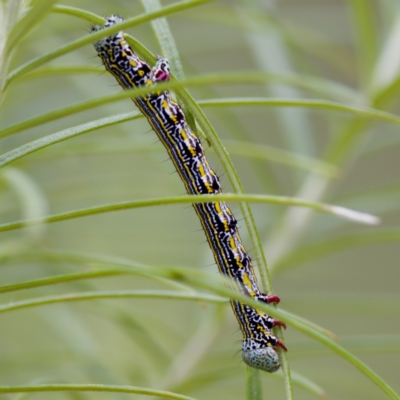 Chlenias banksiaria group (A Geometer moth) at Namadgi National Park - 29 Dec 2022 by KorinneM