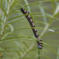 Chlenias banksiaria group at Paddys River, ACT - 29 Dec 2022 12:01 PM