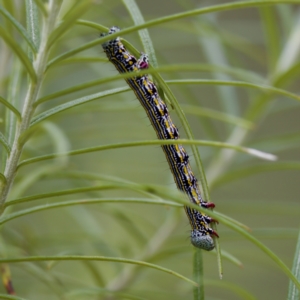 Chlenias banksiaria group at Paddys River, ACT - 29 Dec 2022