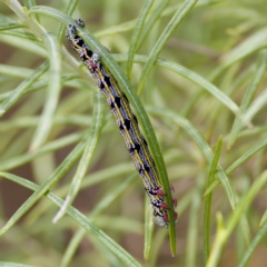 Chlenias banksiaria group at Paddys River, ACT - 29 Dec 2022