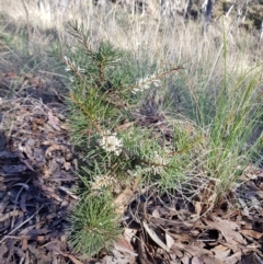 Hakea decurrens (Bushy Needlewood) at Mount Jerrabomberra QP - 25 Jun 2023 by HappyWanderer