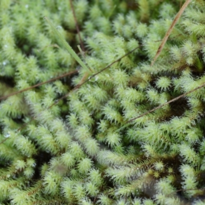 Unidentified Moss, Liverwort or Hornwort at Albury, NSW - 25 Jun 2023 by KylieWaldon