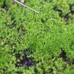 Unidentified Moss, Liverwort or Hornwort at Albury - 25 Jun 2023 by KylieWaldon