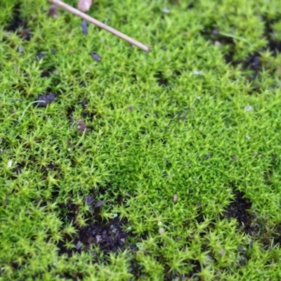 Unverified Moss, Liverwort or Hornwort at Albury, NSW - 25 Jun 2023 by KylieWaldon