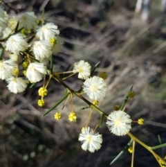 Acacia genistifolia (Early Wattle) at Mount Jerrabomberra - 25 Jun 2023 by HappyWanderer